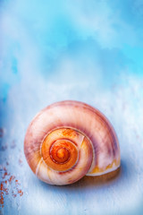 Muschel am Strand - Hintergrund - Postkarte