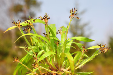 Behaarte Hainsimse (Luzula pilosa)