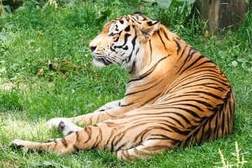 Amurtijger,  Panthera tigris altaica