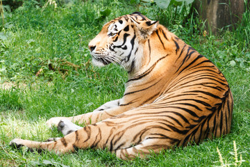 Obraz premium Amurtijger, Panthera tigris altaica