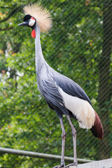 Kroonkraanvogel, Balearica regulorum, Leeft in:	Afrika