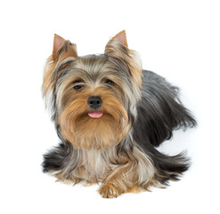 Dog stuck tongue out a little