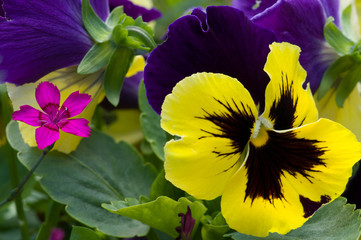 Fototapete bei efototapeten.de bestellen   