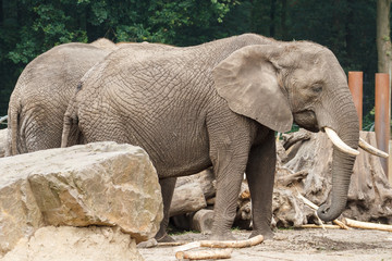 Fototapeta premium Afrikaanse olifant, Loxodonta africana, Leeft in: Afrika