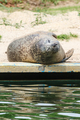 Naklejka premium Californische zeeleeuw, Zalophus californianus