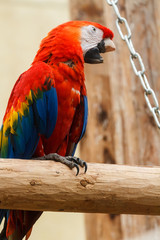 Geelvleugel ara,  Ara macao