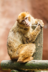 Berberaap, Macacaus sylvanus, Leeft in: Europa