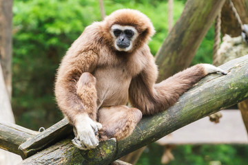 withandgibbon, Hylobates lar, Leeft in: Azië