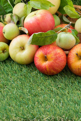 assorted fresh garden apples on green grass and space for text
