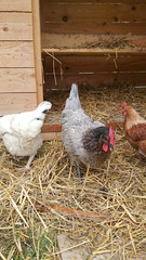 poulet