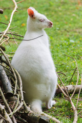 Albino Bennet-Wallabie,  Macropus rufogriseus fruticus