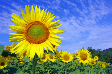 Obraz premium champ de tournesols en juillet