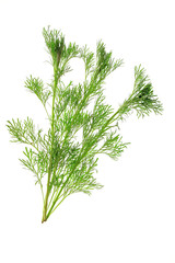 Eberraute (Artemisia abrotanum)