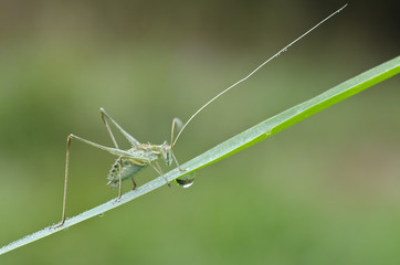 Macro of grasshopper