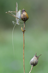 Macro of grasshopper