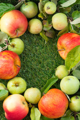 fresh garden apples on green grass and space for text, vertical