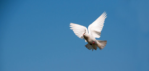 Dove in flight
