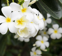 White Plumeria flower