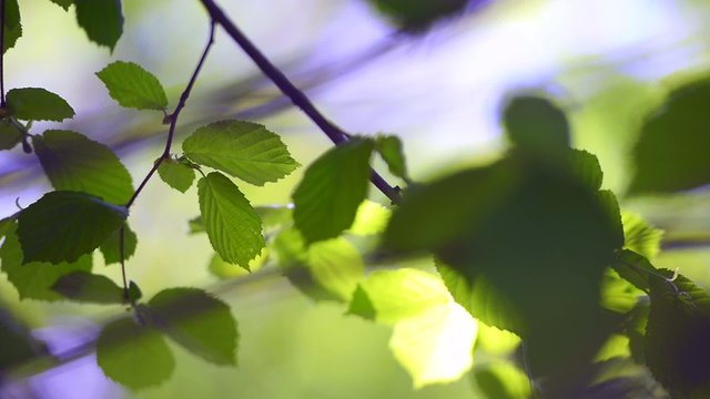 Fresh leaves swaying in the wind