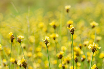 Xyris yellow flowers