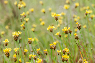 Xyris yellow flowers