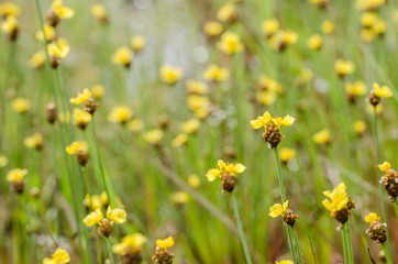 Obraz premium Xyris yellow flowers
