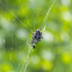spider on the white background