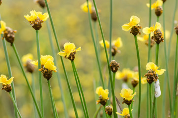 Xyris yellow flowers
