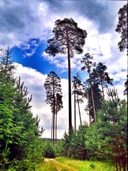 Красивый лес  © romadope