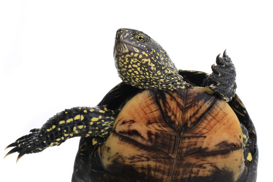 Obrazy (Turtle-Shell) — zdjęcia, wektory i wideo bez tantiem (643 ...