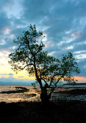 Fototapeta na wymiar Silhouetted tree at sea sunset