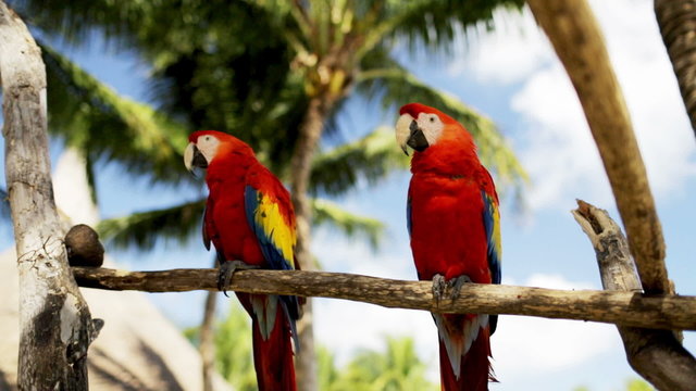 close up of two red parrots sitting on perch