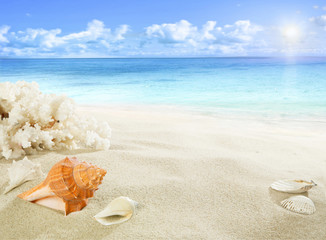 Fototapeta na wymiar Shells and coral on the beach