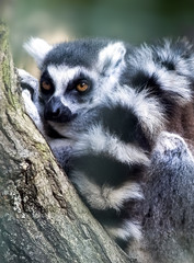 Naklejka na ściany i meble ring-tailed lemur lemur catta