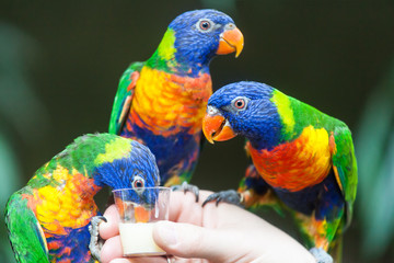 Rainbow Lorikeet Parrot