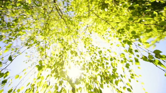 Fresh leaves swaying in the wind