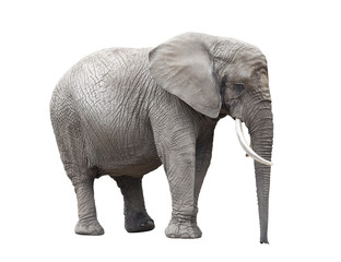 African elephant isolated on white with clipping path