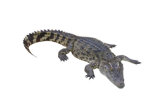 Crocodile on a white background.