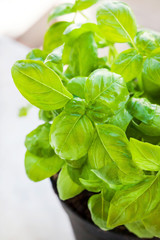 Fresh basil leaves