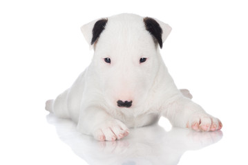 white english bull terrier puppy