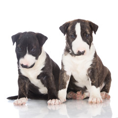 two adorable brindle puppies together
