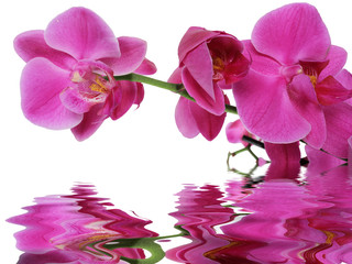 Fototapeta na wymiar reflet d'orchidée