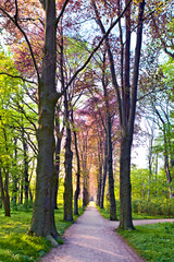 Rural road lined by trees © Margarita Borodina