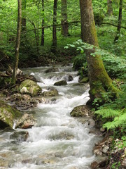 Obraz premium wildbach