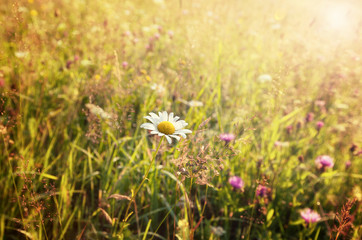 Summer sunny meadow and white dandelion