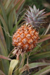 Ananas victoria - Ile de la r&eacute;union