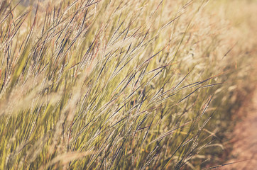 Obraz premium Little flower vintage