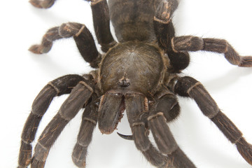 black spider