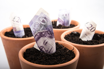 growing money in pot