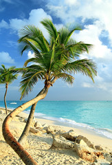 Palm tree on the ocean coast